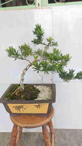 原生金钻罗汉松造型盆景(含紫砂盆) DESIGN OF DIAMOND PODOCARPUS WITH POT (LIVE PLANTS)