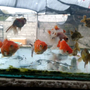 goldfish oranda mix bulky