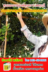 ซิงคาโน่ พลัส สูตร 2 สำหรับพืช ข้าวแตกกอดี ต้นแข็ง ไม่ล้มง่าย ข้าวเต่ง พืชผลติดดอกออกผลดี ผลดกผลใหญ่