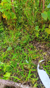 PISAU CAP GARPU GERMANY 12 SERI PB 15 CM BAJA PER IRIS KERTAS DAN DAGING