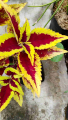Sindo - Coleus Live Plant WX8AS2G6H9. 