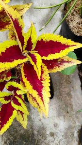 Sindo - Coleus Live Plant WX8AS2G6H9