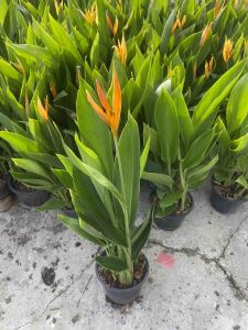 เบิร์ดพาราไดซ์ ดอกสีส้ม#ต้นไม้จัดสวน#มีหลายต้นในกระถาง#กระถาง 5-6 นิ้ว