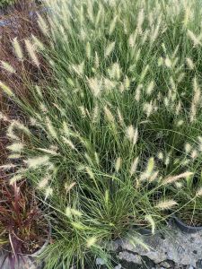 ต้นหญ้าน้ำพุ มี 2 ขนาดให้เลือก กระถาง 5-10 นิ้ว