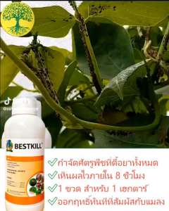 BESTKILL (250ML 500ML 1000ML) Menghilangkan Segala Jenis Hama Tanaman