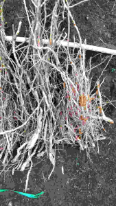 HARGA PROMO Akar senggani super dengan panjang kurang-lebih 1 meter cocok untuk aquarium dan bonsai per ikat