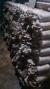 ก้อนเห็ดนางฟ้านางรมเทา 1 ชุดมี 3 ก้อน