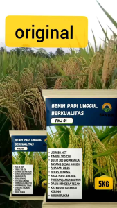benih padi unggul pmj01 5kg