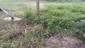 Lồng máy cắt cỏ bảo vệ gốc cây