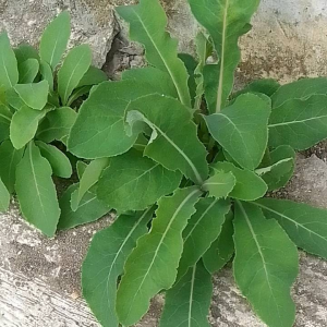 Daun Tempuyung Segar 100 Gr Daun Tempuyung Obat Herbal Obat Batu Ginjal Ampuh