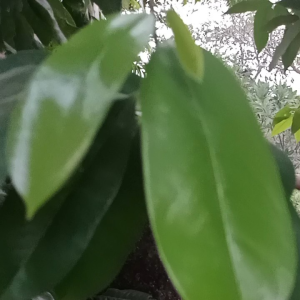 Daun Sirsak Segar 50 Gram: Manfaat dan Penggunaan