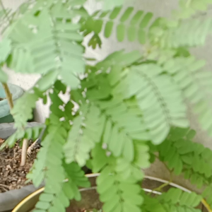 Daun Saga Segar: Obat Batuk Alami 10 Gram