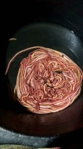 Umpan Mancing Udang Galah / nipah