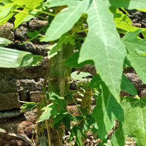 Teh Sepeda Balap 40gram harga 1 pack. isi 10pcs Free 1Gelas