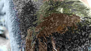 Black Lava Rocks Mongo to Corn Size #2 ( 3kg )