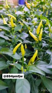 เมล็ดพริกขี้หนู สีขาว ทนแล้งผลดกบรรจุ100-150เมล็ด