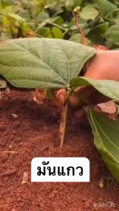 เมล็ดมันแกวลูกใหญ่ หวาน ปลูกง่าย บรรจุ 50-70เมล็ด - ราคาที่ถูกต้อง