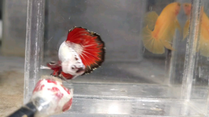 Red Copper Dragon Halfmoon Plakat HMPK Betta Fish / Ikan Laga/ 斗鱼 / Live Fish ❗️Fish same as order❗️Not random pick❗️2