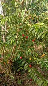 (100% ORGANIC) - Dried Mahkota Dewa Fruit/Tea - 100g - Freshly Harvested for Maximum Benefits