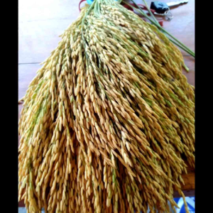 BENIH BIBIT PADI INPARI 32 JUMBO INFARI 32 JUMBO SUPER KUWALITAS UNGGUL BERBOBOT 1 KG