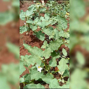 BIJI BENIH TANAMAN TERONG LALAP BULAT HIJAU KENARI