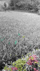 Bibit benih padi impago citarum 13 beras putih pulen