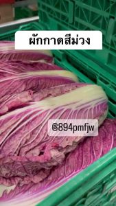 เมล็ดพันธุ์ผักกาดขาวปลีม่วงเมล็ดพันธุ์แท้นำเข้า ผักกาดม่วง บรรจุ 200 เมล็ด