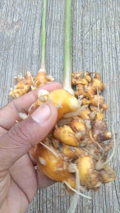 Lengkuas Laja Segar Bugar 1 kg Siap Konsumsi Bumbu Pengharum Masakan Alami Tradisional Organik