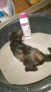 Joy Cats จอยแคท เป็นกระบวนการกำจัดกลิ่นแอมโมเนีย ทำให้เหม็นฉุนของเชื้อ 400 กรัม คุณสามารถใช้เสริมสร้างสัตว์เลี้ยงที่มีคุณภาพ โดยประเภทอัฉกอาจจะไม่เหมาะสม อย่าลืมตรวจสอบคุณภาพการฉีด