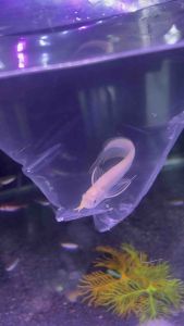 AROWANA SILVER ALBINO SPECIAL