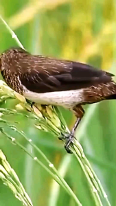 Paket 10 Roll Tali Perak Sawah 800meter - Pita Silver Alat Pengusir Burung Mprit