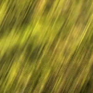 สายพิณไร้ลิมิต ใช้ได้ทั้งพิณโปร่ง/พิณไฟฟ้า 3 เส้น แถมสายสำรอง 1 เส้น