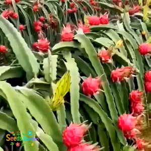 30 BUTIR BIJI/BENIH TANAMAN BUAH NAGA MERAH