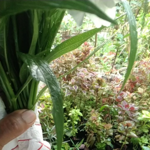 ต้นต้อยติ่งฝรั่ง/ฟ้าประทานพร ตัดกิ่งสด 40 กิ่ง/ชุด คละสี(ชมพู ขาว ม่วง)