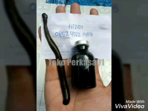 Minyak Lintah Hitam Super Hirudo Asli Kalimantan Pembesar vitalitas Pria