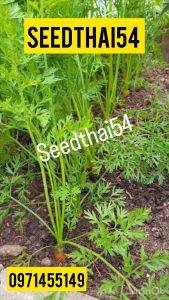 แครอทสีส้ม แดนเวอร์ แครอทสีส้ม ขนาด 7 นิ้ว หวานกรอบ- Danver Carrot หวานทานอร่อยเมล็ดพันธุ์แท้ OP แท้ 100 %