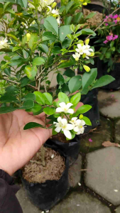 Star Jasmine (Trachelospermum jasminoides) -  - Pokok Jasmine Bintang - स्टार जैस्मीन Star Jasmine – Fragrant White Blooms Climbing Vine or Shrub Easy to Shape Tropical Garden Favorite Indoor-Outdoor Beauty LIVE PLANT