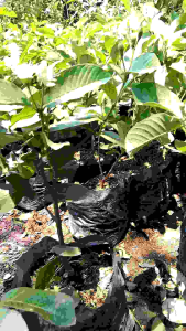 Bibit Jambu Kristal Merah Nonbiji Hasil Cangkok Berbuah