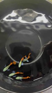 Platinum Dumbo Red Tail Halfmoon Gene 🦋 Guppy platinum dumbo 白金大耳半月尾基因孔雀鱼