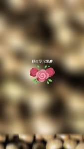 野生罗汉果。  300g