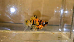 Tiger Red Head Balloon Molly Fish(Female) 红头短身气球茉莉鱼(母)❗️(Not random fish)❗️Fish same as order❗️32