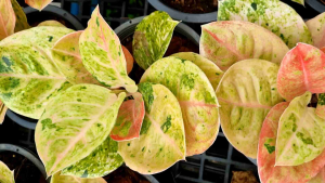 กำไลทอง ไม้มงคล ชื่อไพเราะ ควรมีติดบ้าน คัดสวย ต้นแข็งแรง ส่งพร้อมกระถาง