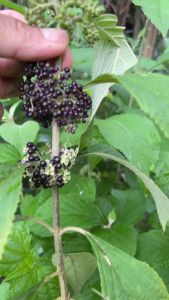 Cây nàng nàng trứng ếch siêu to nhanh có trái