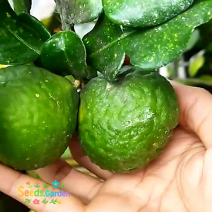 10 BUTIR BIJI / BENIH TANAMAN JERUK PURUT