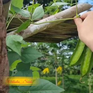 [Virladia Seeds] Biji Benih tanaman kecipir hijau