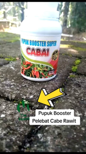 Pupuk cabe rawit Pelebat buah Booster cabe rawit Pupuk Organik cair Cabai rawit masa bunga buah