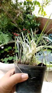 ว่านทุ่งเศรษฐี ชุด 1 ต้น