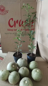cây giống trái quách cây lớn có bầu đất cây cao 40cm
