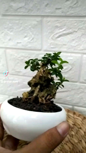 Tanaman Bonsai Paket Lengkap Vas Keramik Putih Aestetic