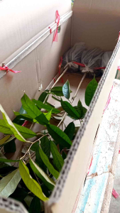 ตันทุเรียนพันธุ์พื้นเมือง(ทุเรียนบ้าน)ยังไม่ได้เสียบยอด ชุด10ต้นแถม1ต้น